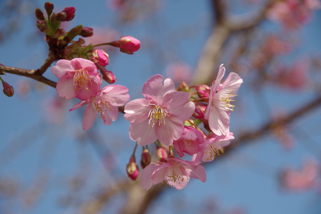 春が開く-河津桜4