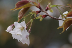 春を待つ心-桜2