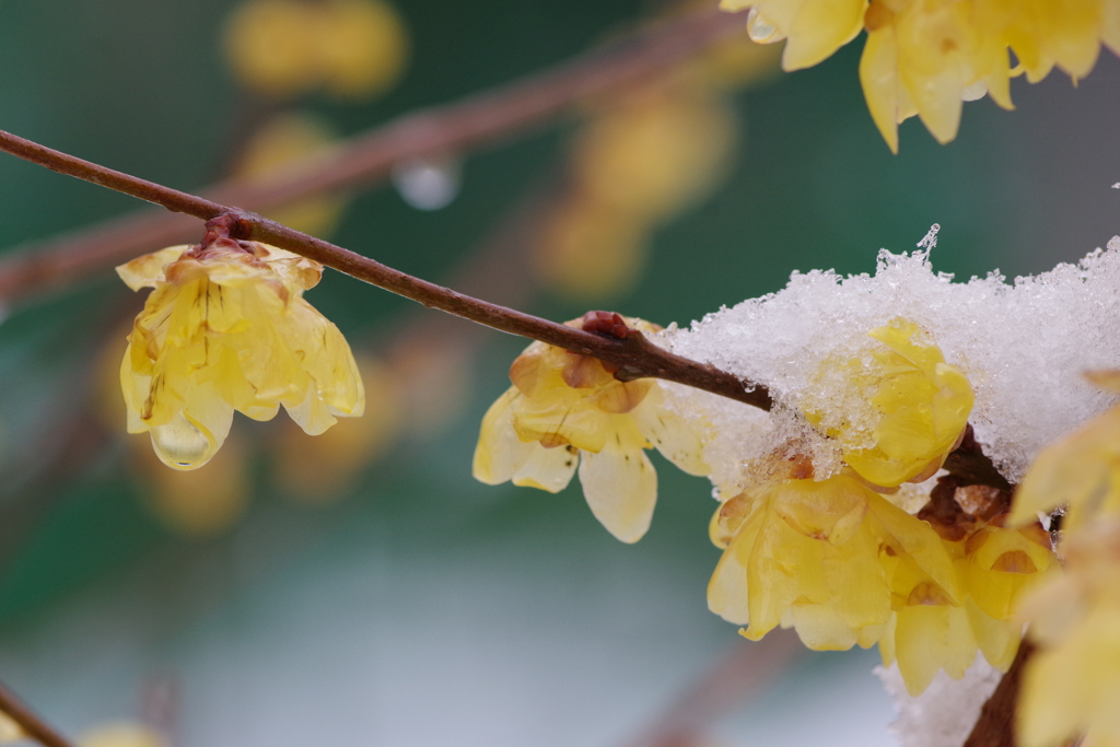 朝から雪‐春は何処。。1