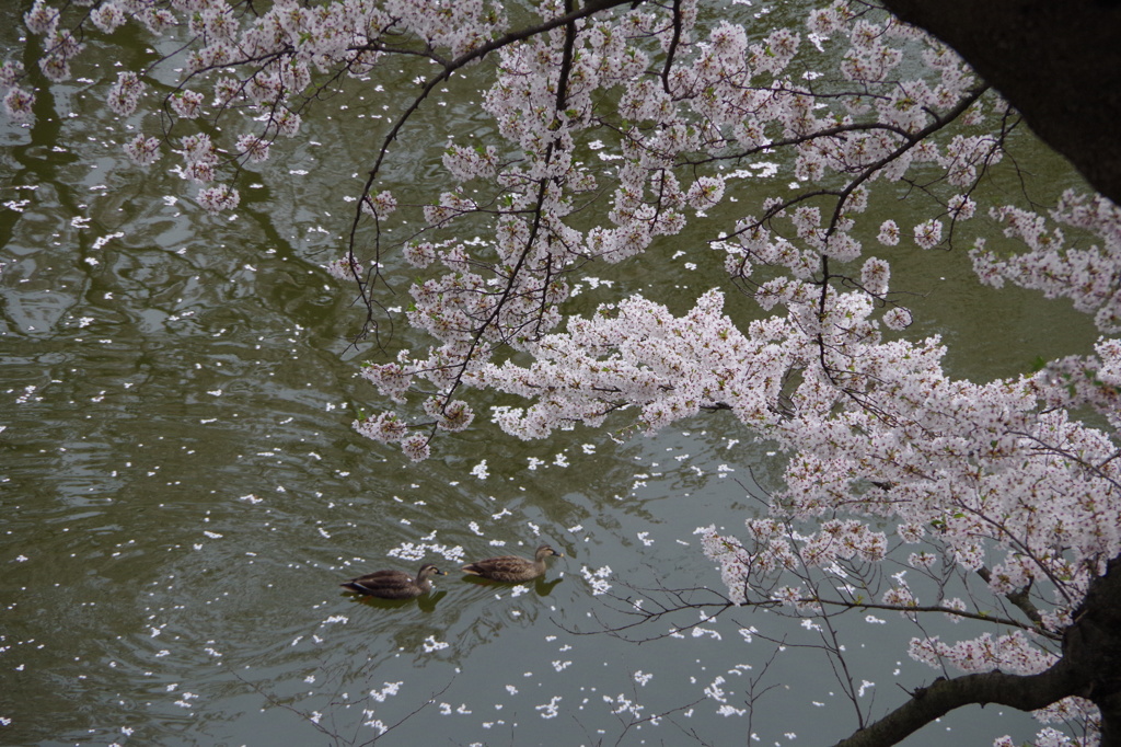 お堀の桜-18