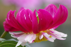 メアリーエベリン-1