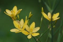 真夏の野草園‐檜扇・黄花