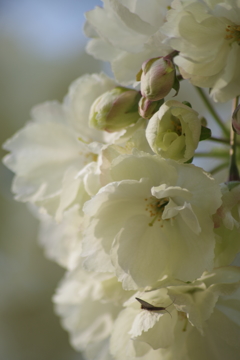 山形の桜尽くし-16