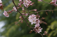 桜・さくら・サクラ-11