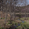 野草園で花散歩‐水芭蕉の咲く大平沼