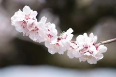 花散歩-杏