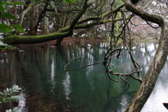 春待ちの丸池様-2