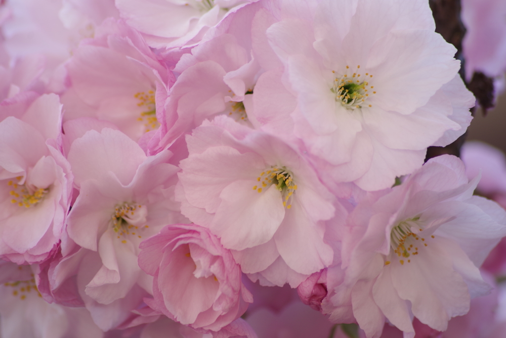 山形の桜尽くし-8