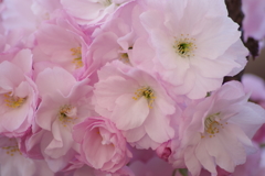 山形の桜尽くし-8