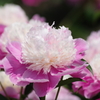 最後の芍薬祭り-コラスタップ