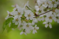 桜色・いろいろ18