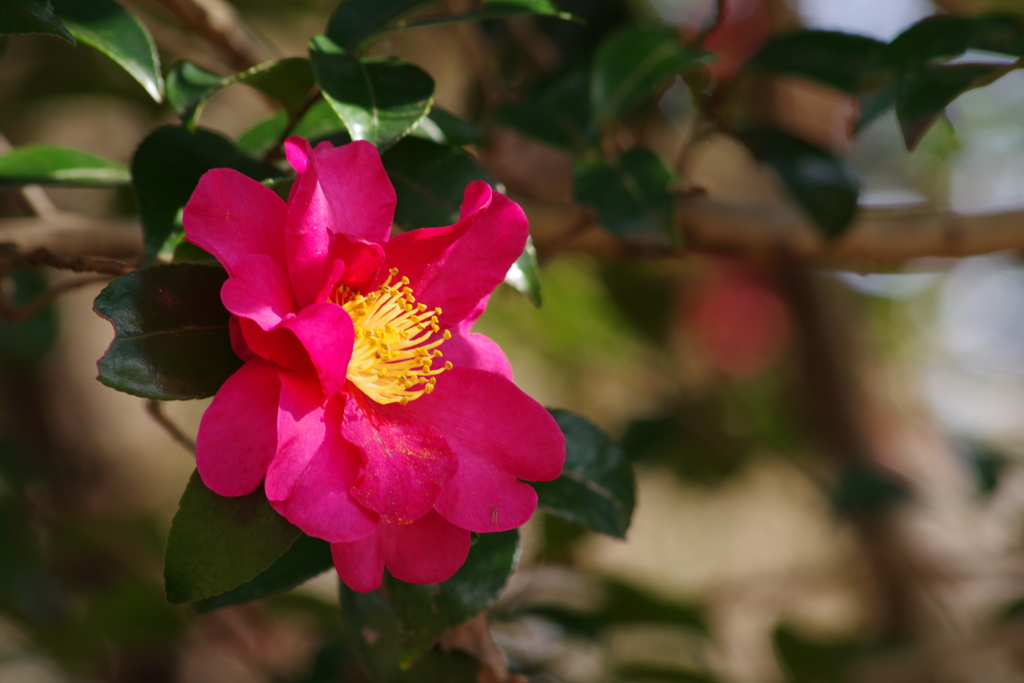 埼玉の山茶花