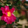 埼玉の山茶花