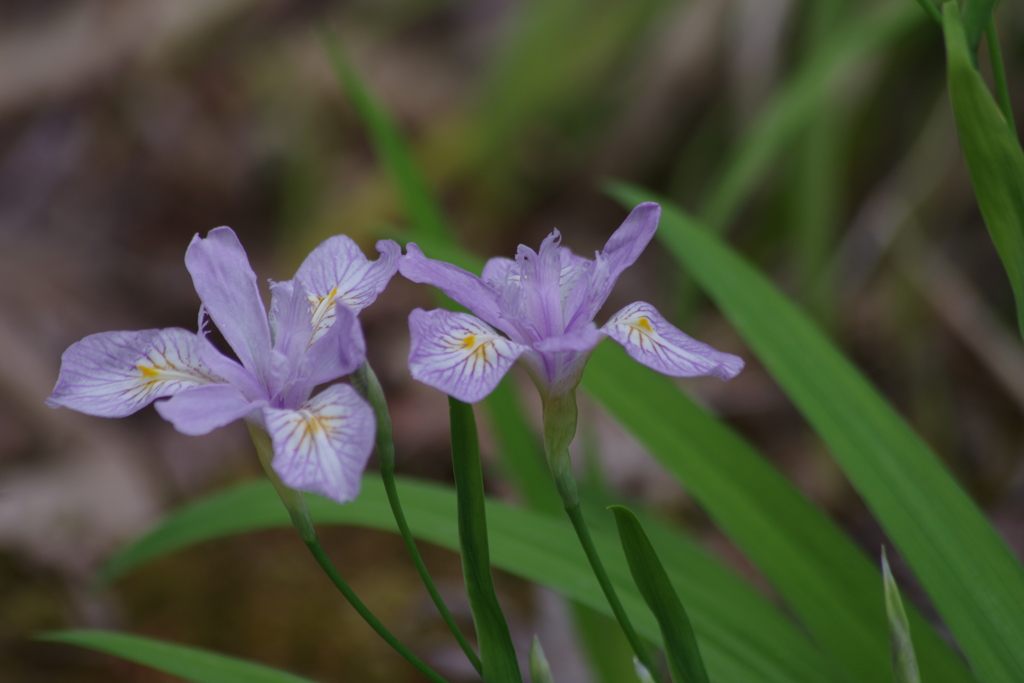 野草園で花散歩-ヒメシャガ