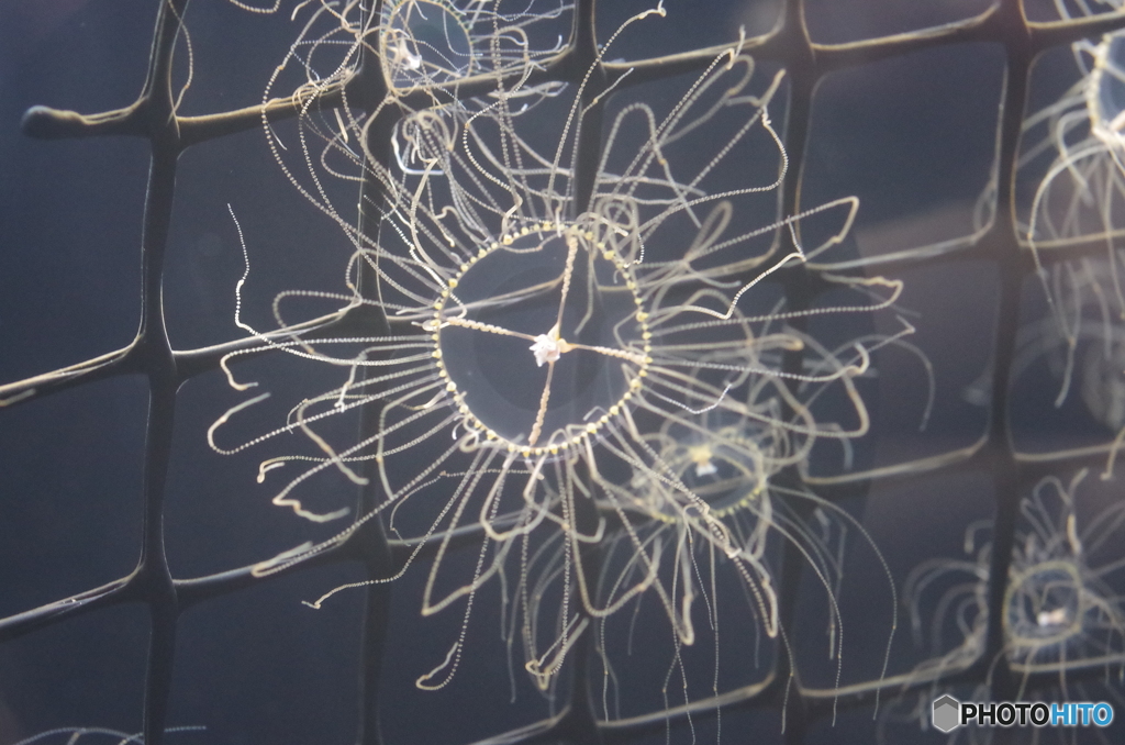 カギノテクラゲ