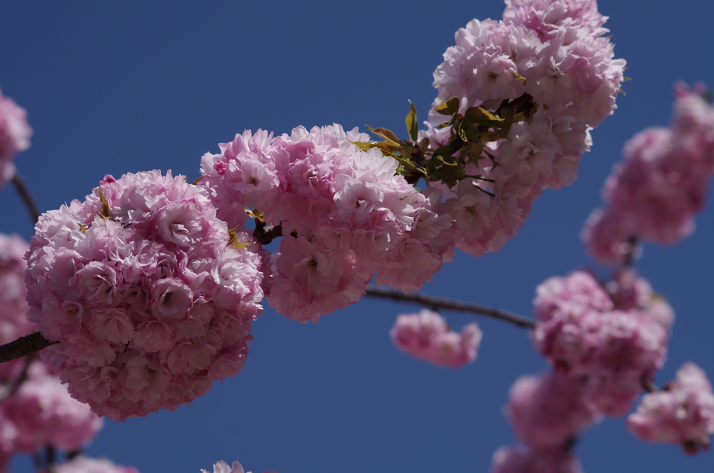 子安観音堂の桜-6