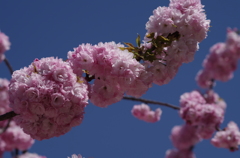 子安観音堂の桜-6