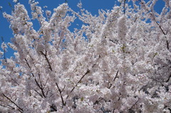 桜色・いろいろ9