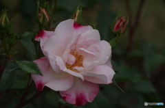 花霞