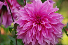 山形のダリア-グレイスローズ