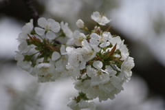 美味しくなあれ‐さくらんぼの花