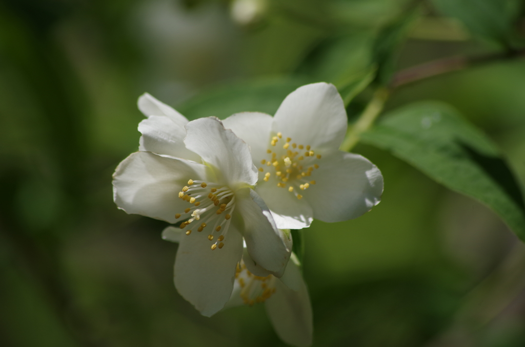 純な白花-2