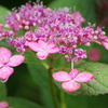 花散歩-紫陽花4
