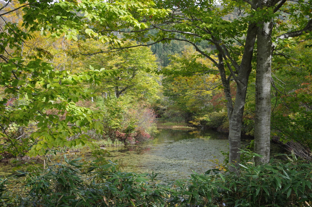 月山・地蔵池-1　10/19