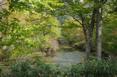 月山・地蔵池-1　10/19