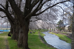 洗沢川・桜並木