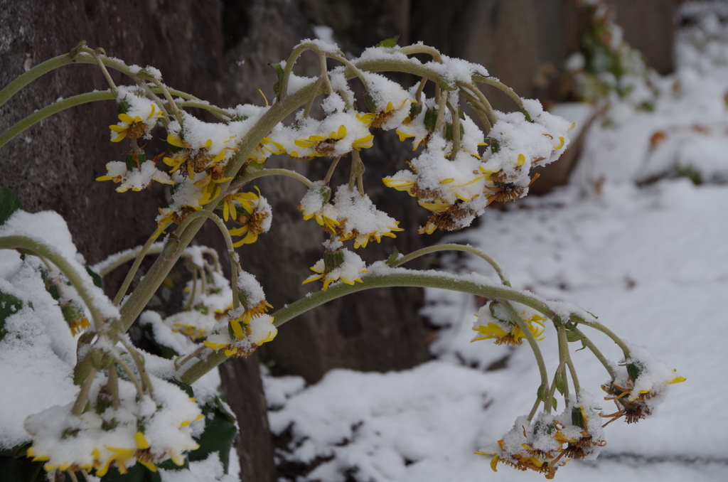 雪の朝₋ツワブキ