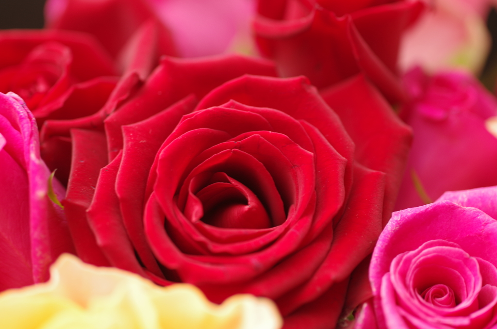 夜の薔薇スタジオ・6
