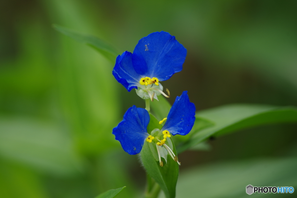 二花の露草