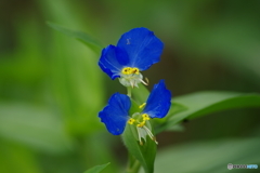 二花の露草