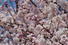 春の陽に桜色-2