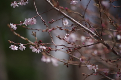 山形の桜尽くし-4