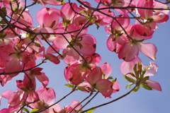 花散歩-花水木・光を透かして