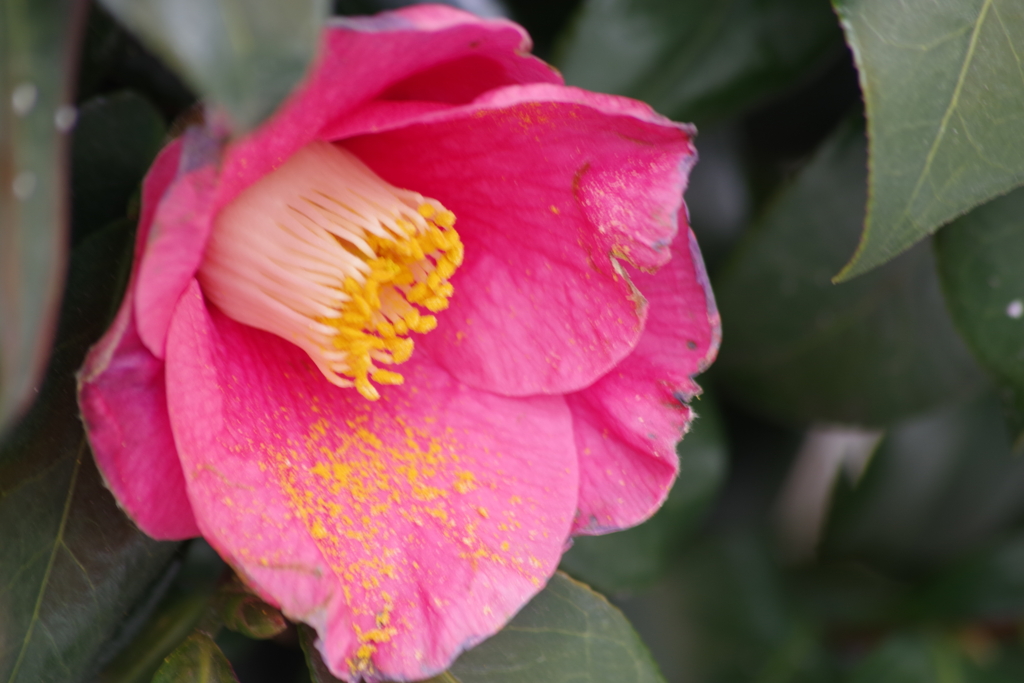 花散歩‐椿3