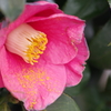 花散歩‐椿3