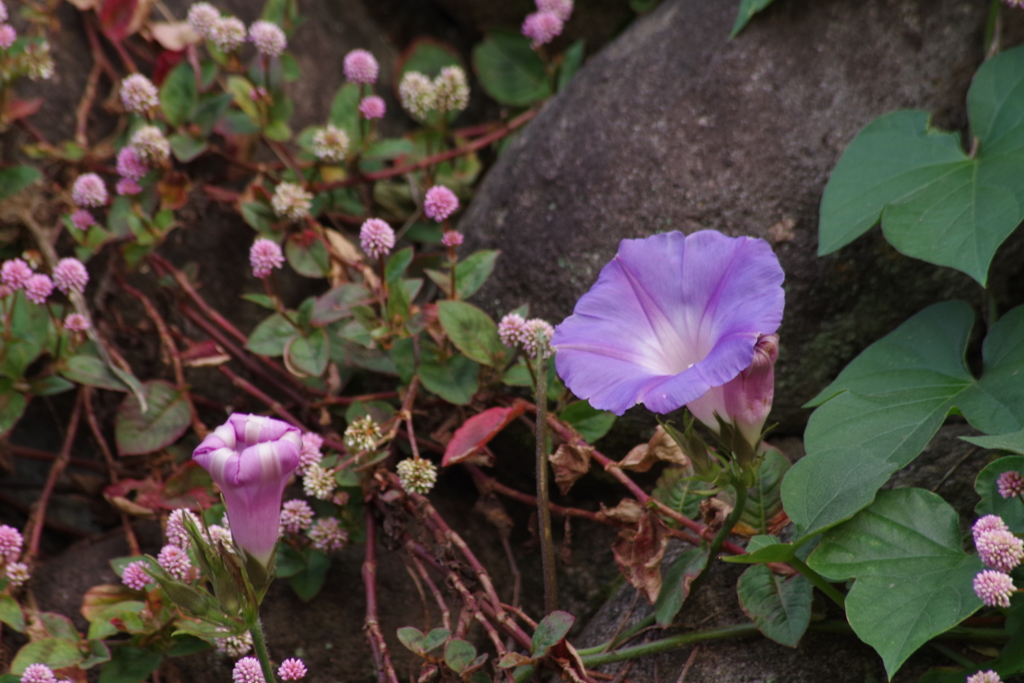 川越花散歩‐アサガオとヒメツルソバ