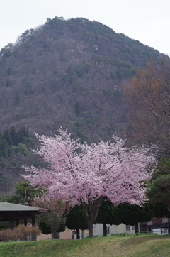 一本桜