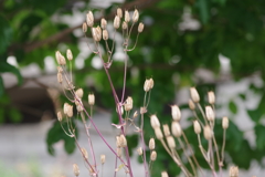 花散歩‐西洋苧環の花の後