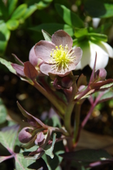 小豆色の花-2