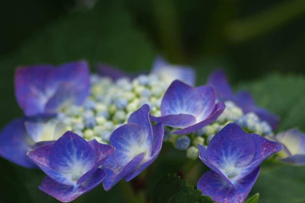 花散歩‐紫陽花12