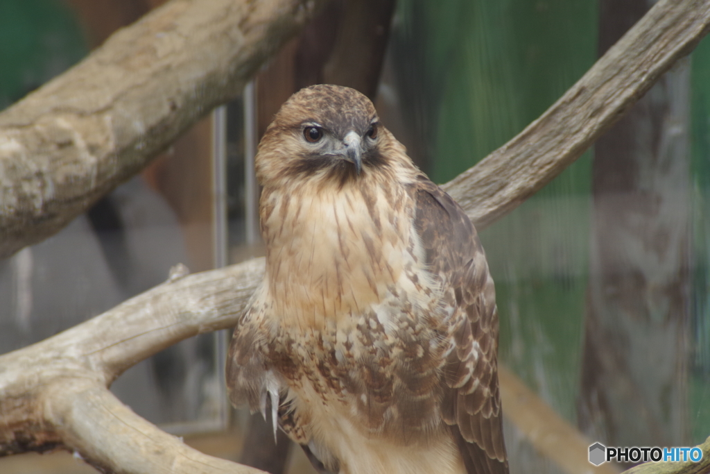 籠の鳥でも猛禽類-2