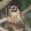 籠の鳥でも猛禽類-2