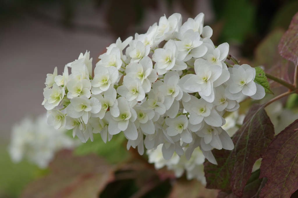 花散歩‐柏葉紫陽花