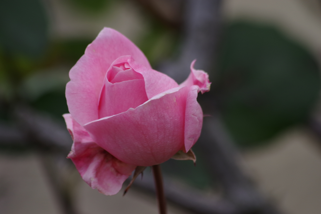 花散歩‐冬の薔薇