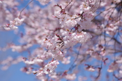 霞城の桜-江戸彼岸桜
