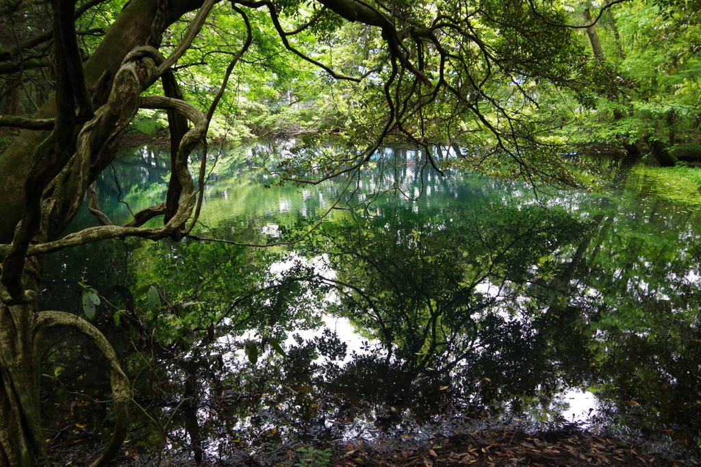 青と緑の丸池様-1